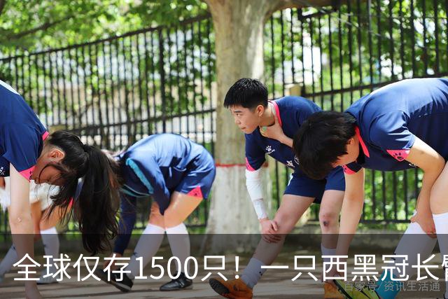 全球仅存1500只！一只西黑冠长臂猿现身哀牢山金山丫口，面对游客镜头毫不露怯成“网红”
