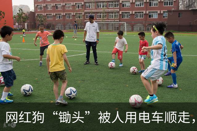 网红狗“锄头”被人用电车顺走，并以180元转卖遭宰杀，最新进展：“锄头”主人已收到30万元和解费，计划将全部捐给宠物救助机构