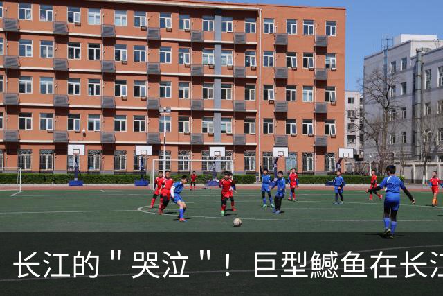 长江的＂哭泣＂！巨型鱤鱼在长江泛滥，十年禁渔却养虎为患？